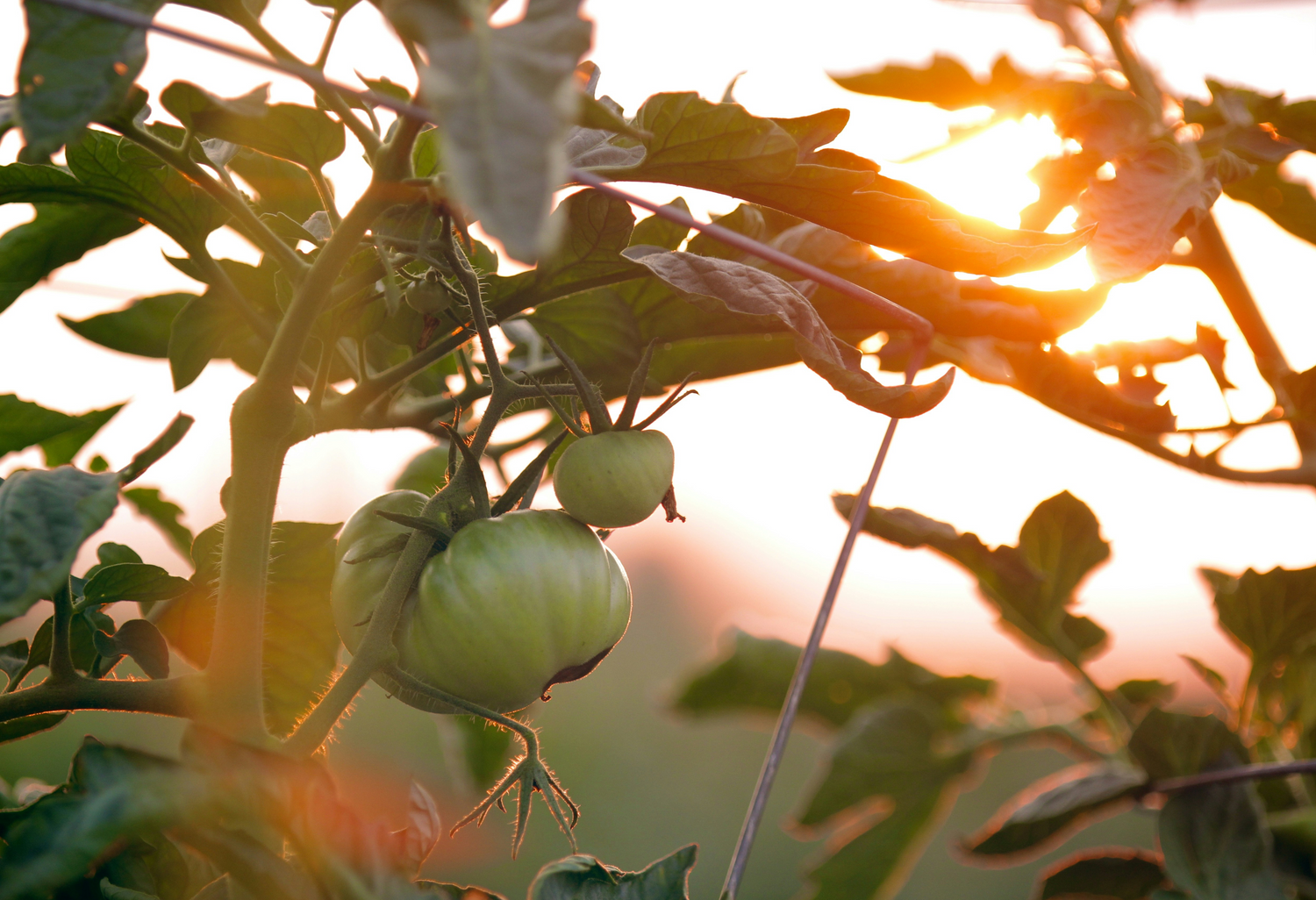 plant de tomates biologique sans insectes naturels