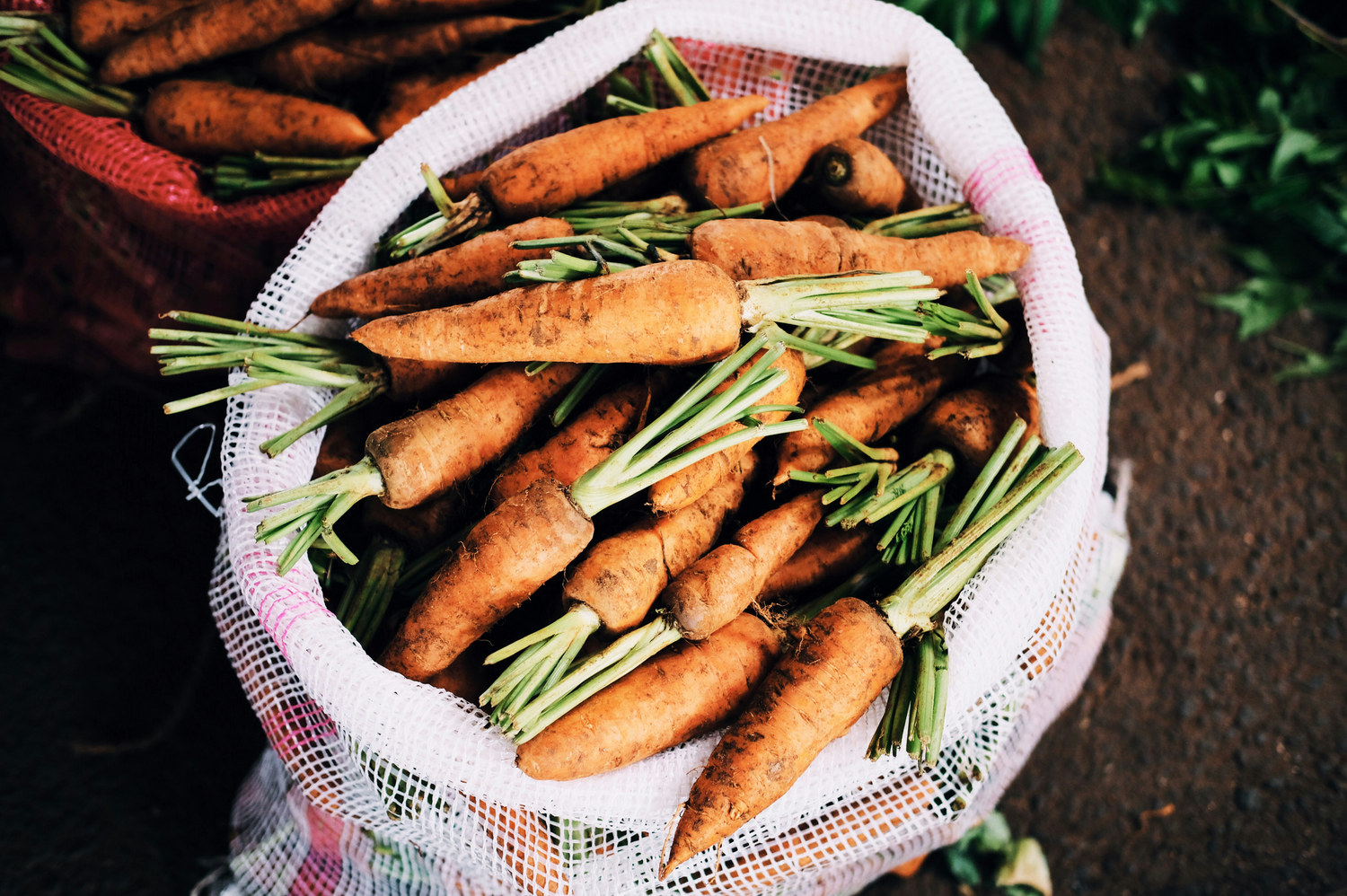 seau de carottes biologiques traitées avec des nématodes 
