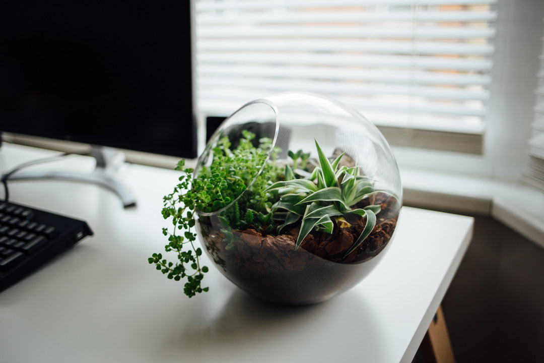 vivarium de plantes grasses