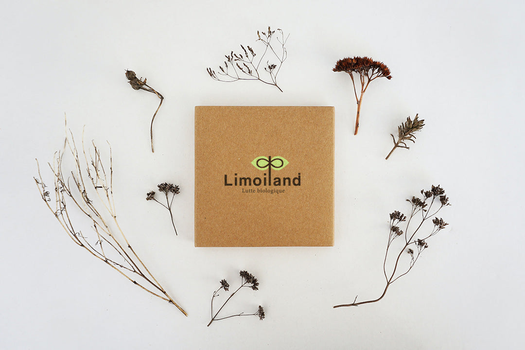 boite de commande Limoiland prête à être récupérée dans un fleuriste ou un centre jardin de la ville de Québec