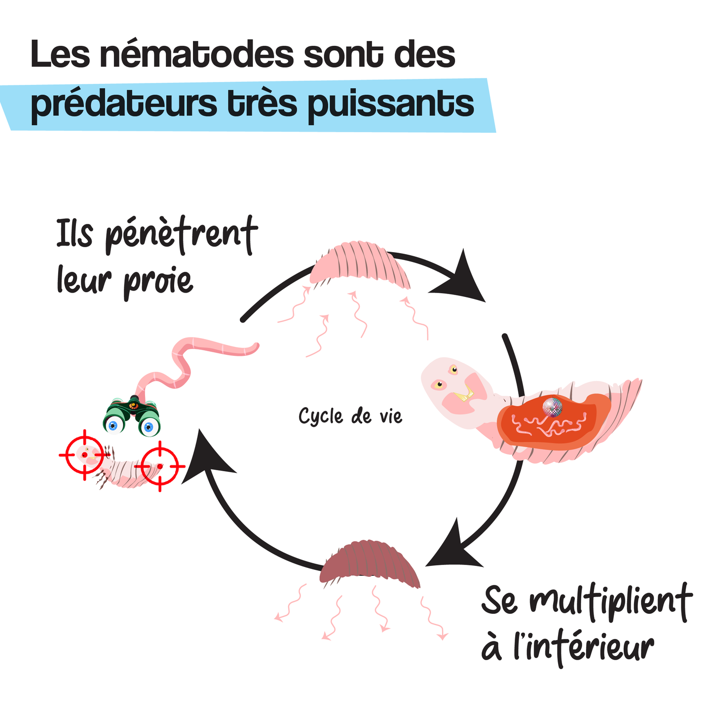 Nématodes pour le jardin (Réservez-les !)