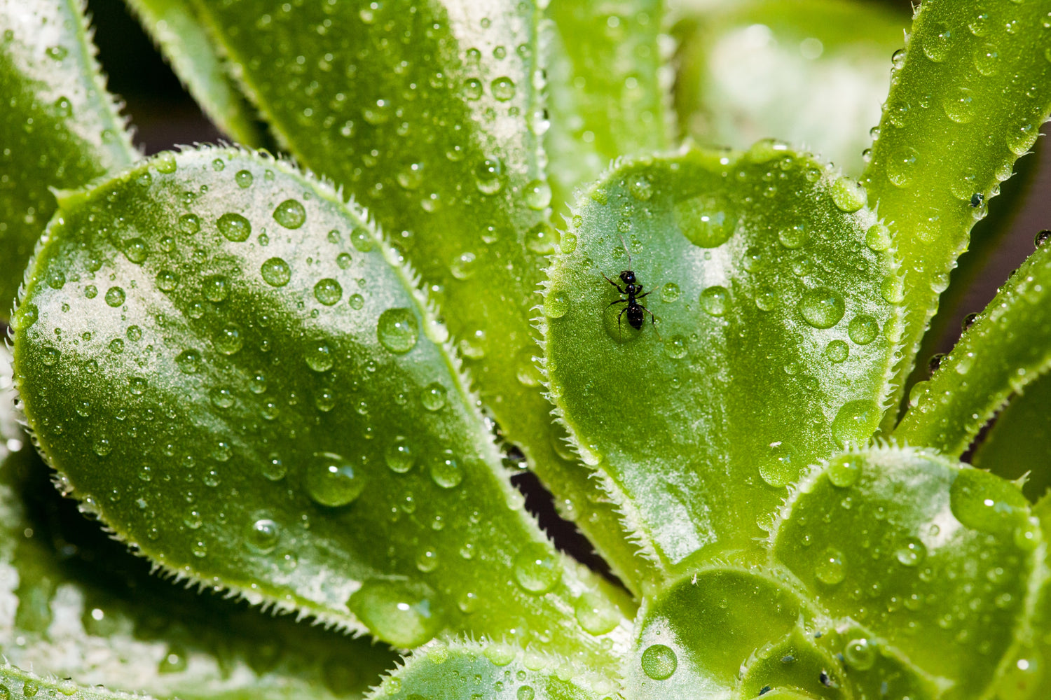 Plante succulente surlaquelle perle des goutte d'eau et se trouve une fourmi. 