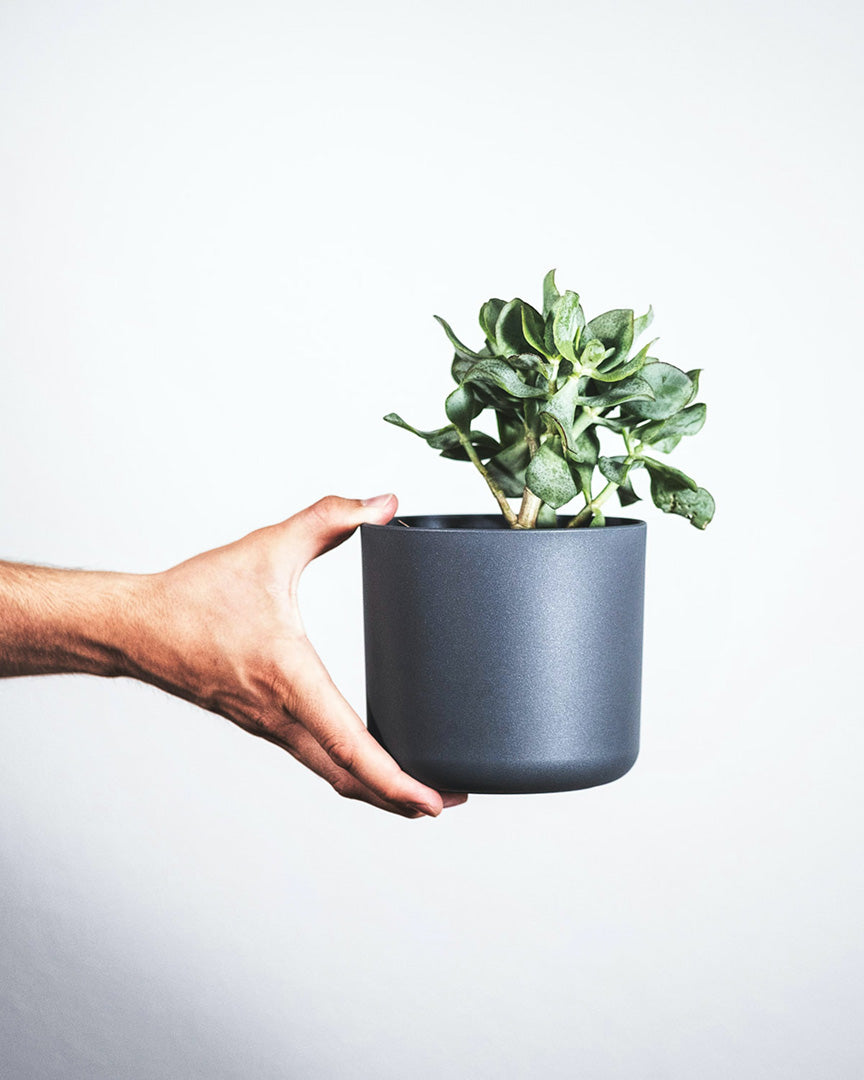 main qui tient un pot en ciment contenant une plante d'intérieure protégée par des prédateurs naturels