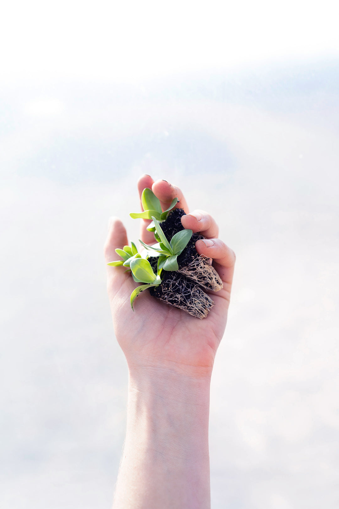 Boutures prêtes à être plantées dans la terre. 