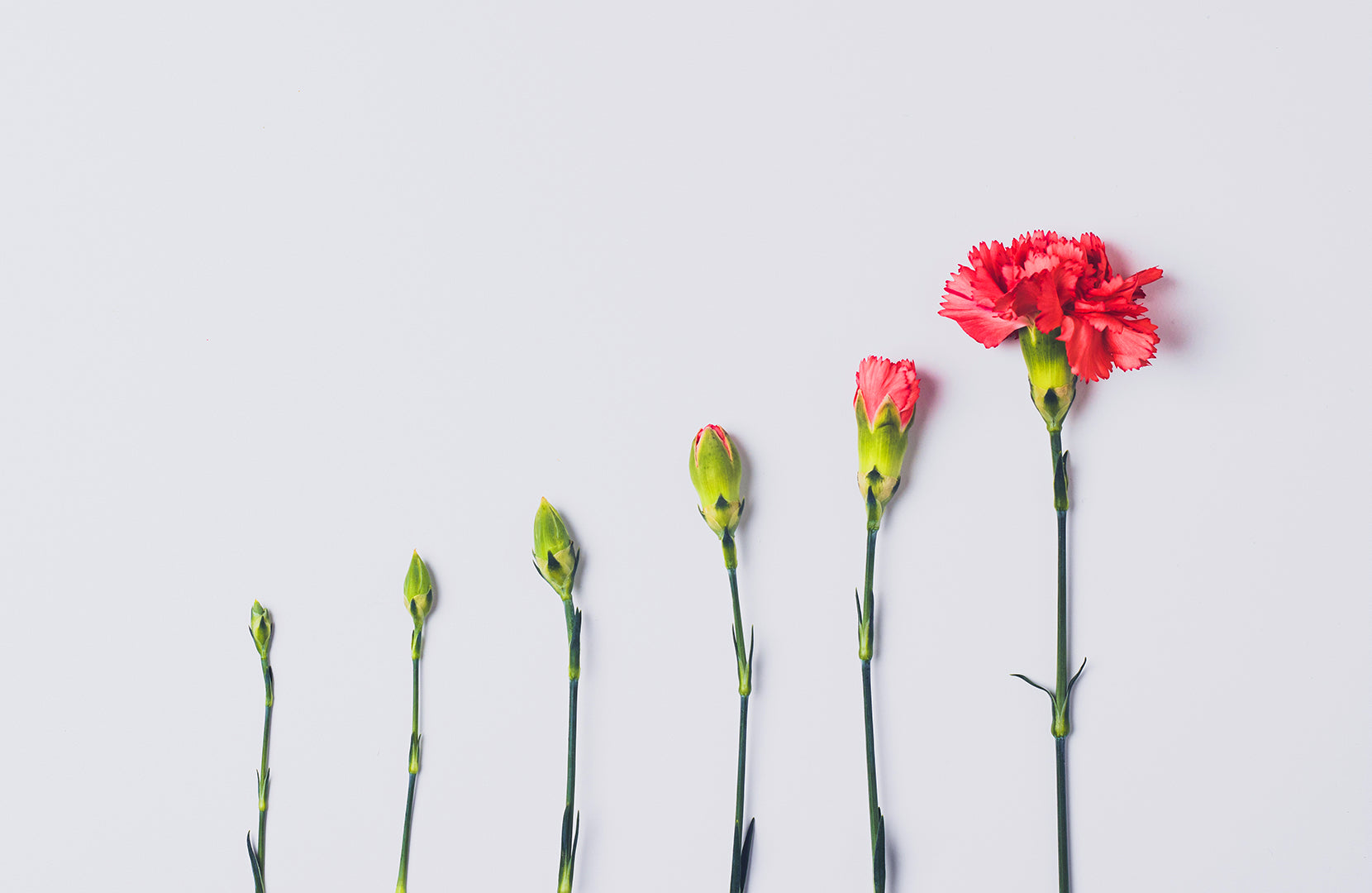 Évolution de la croissance d'une plante saine. 