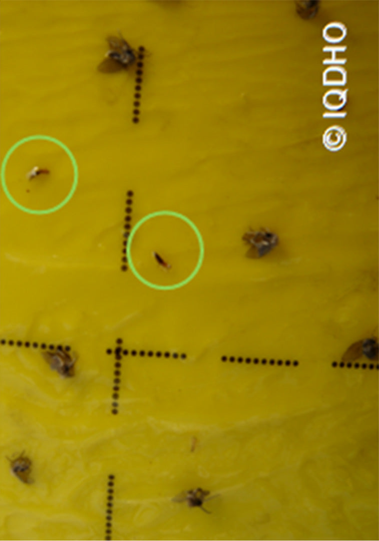 Thrips pris dans une trappe collante jaune