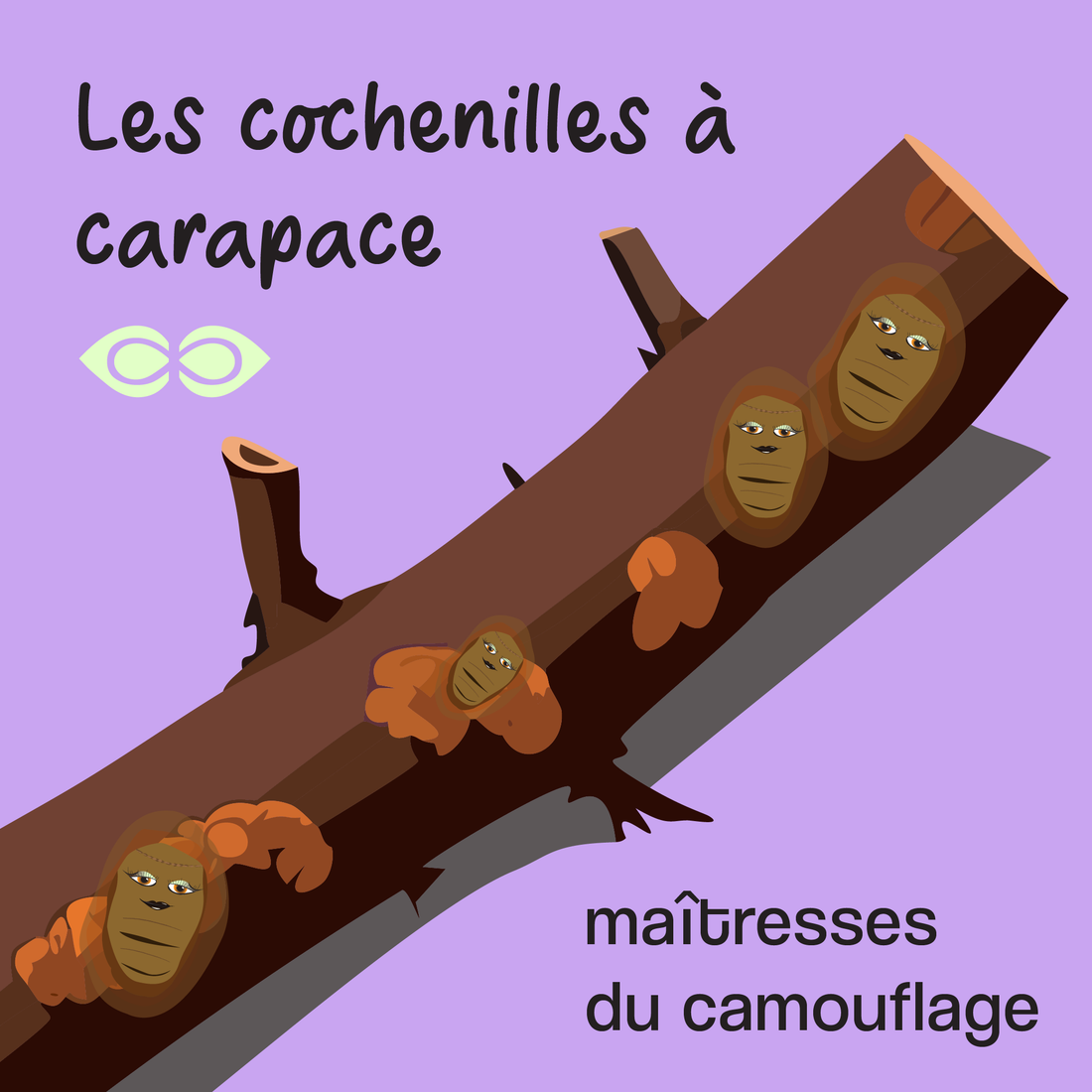 Lutte biologique à la cochenille à carapace