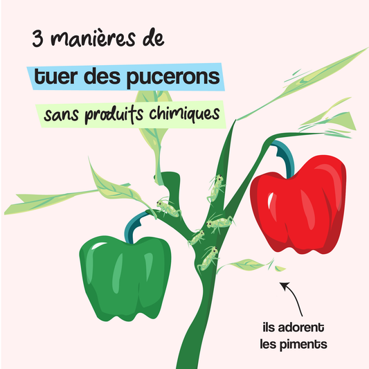 3 façons naturelles de se débarasser des pucerons