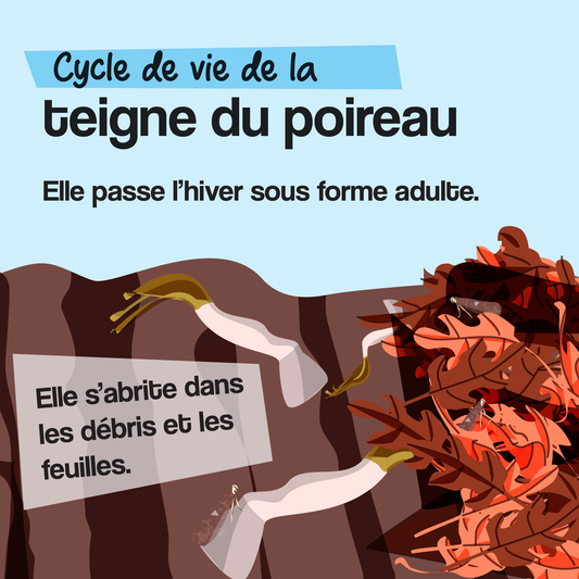 Le cycle de vie de la teigne du poireau