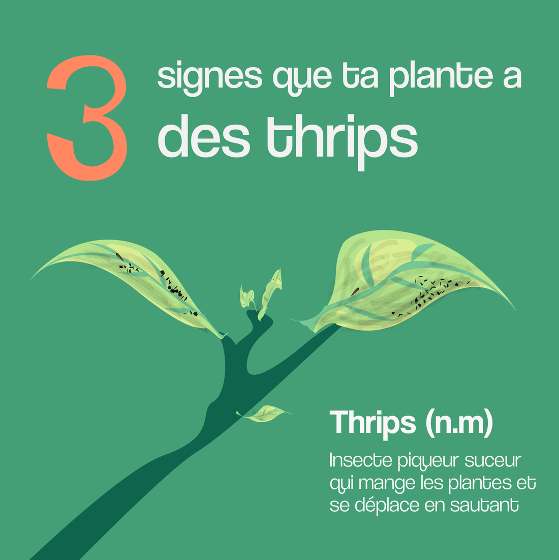 3 signes pour savoir que ta plante a des thrips