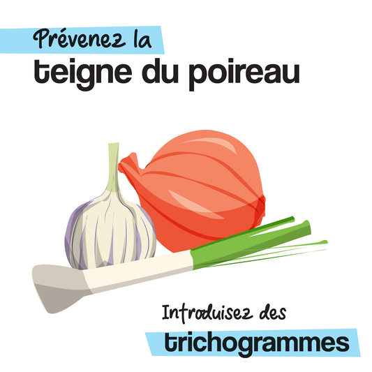 Les trichogrammes contre la teigne du poireau