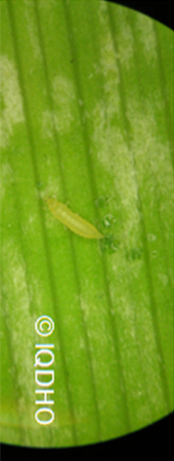 Image : Larve de thrips avec dommage (IQDHO)