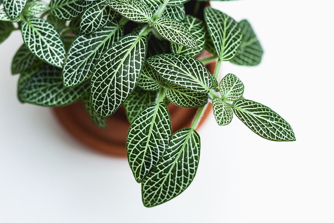 Le fittonia est une merveilleuse plante d'intérieur