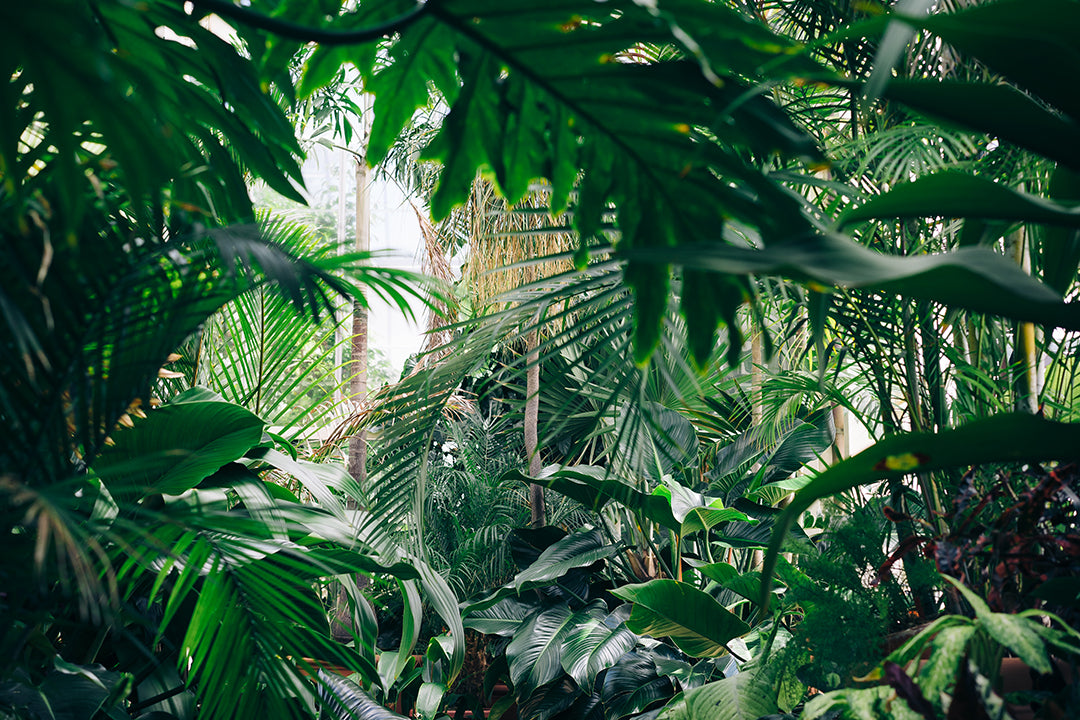 Jungle de plantes en santé